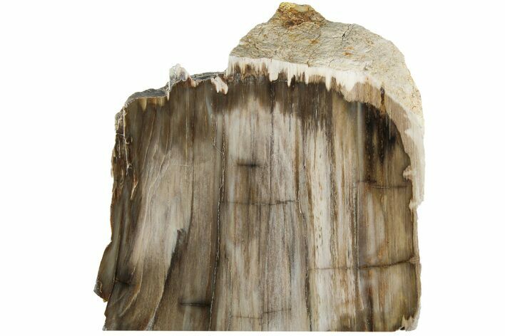 Polished, Petrified Wood (Metasequoia) Stand Up - Oregon #185147